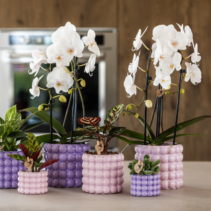 Kolibri Orchids | Roze Niagara Falls orchidee + Poppy roze sierpot – potmaat Ø12cm | bloeiende kamerplant – vers van de kweker