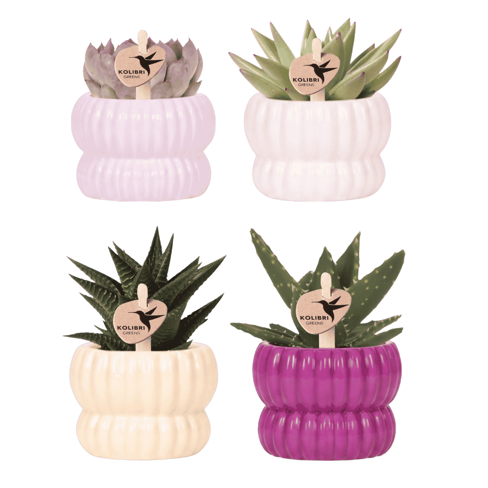 Kolibri Company | Plantenset Horizon Mix | Paars, wit, geel & roze met groene planten Ø6 cm