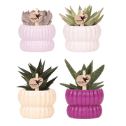 Kolibri Company | Plantenset Horizon Mix | Paars, wit, geel & roze met groene planten Ø6 cm