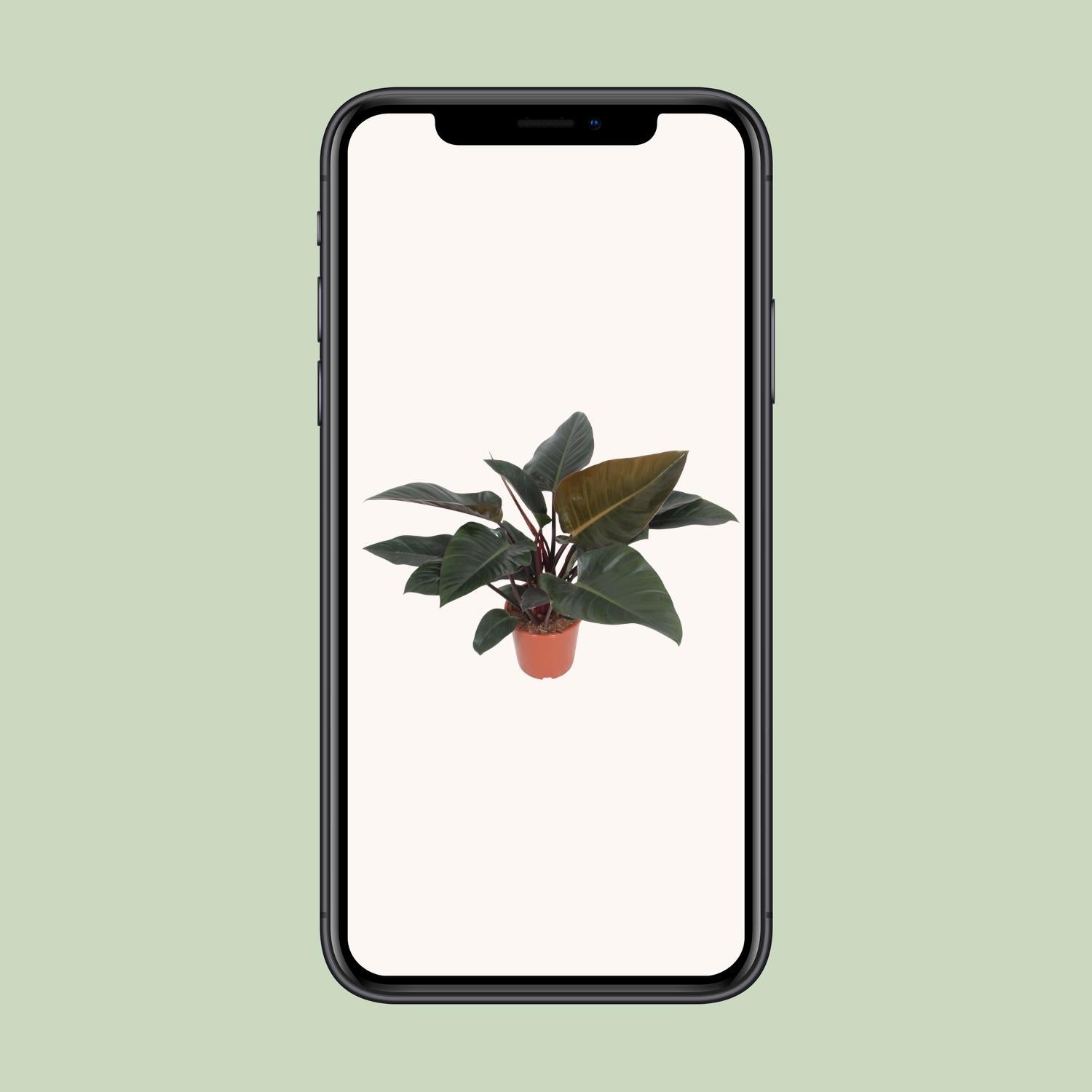 Philodendron Kongorot - Ø 27 cm - ↕ 80 cm