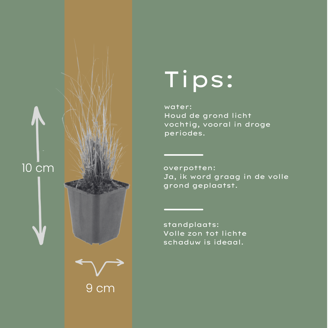 12x Calamagrostis brachytricha - ↕10-25cm - Ø9cm