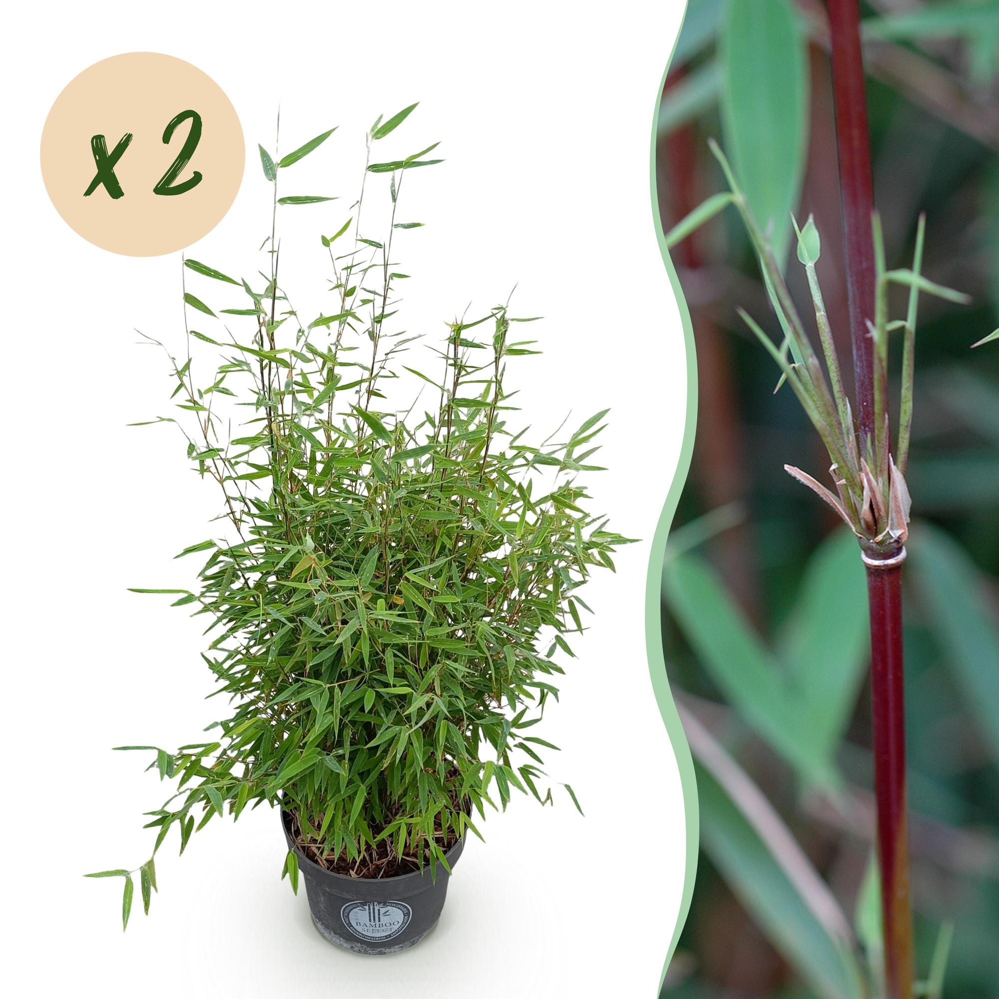 Fargesia nitida Red Dragon - Niet Woekerende Bamboe - Bladhoudend - Groen - 2 Planten - Pot 23 cm - Hoogte 80 cm