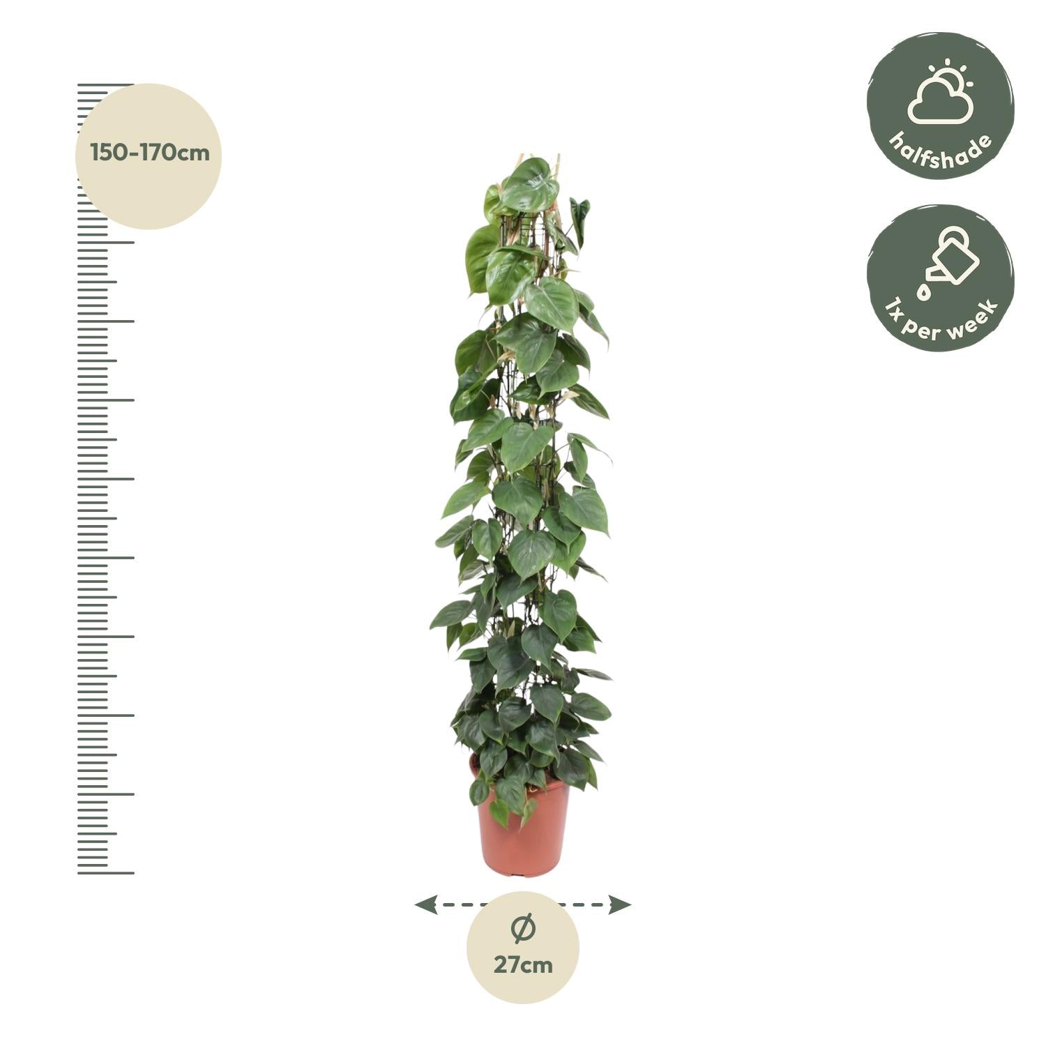 Philodendron Scandens Gittergestell – 160 cm – ø27