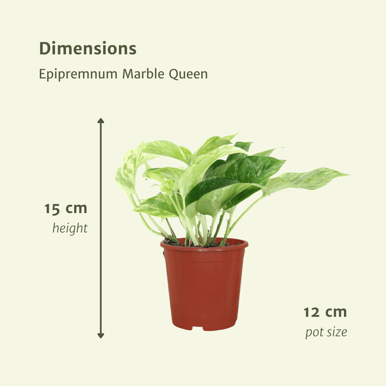 Epipremnum Marble Queen – 4 Stück – Ø 12 cm – ↕ 15 cm
