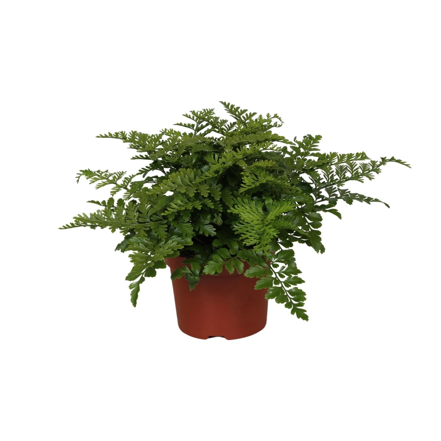 Asplenio Parvati - Ø12cm - ↕25cm