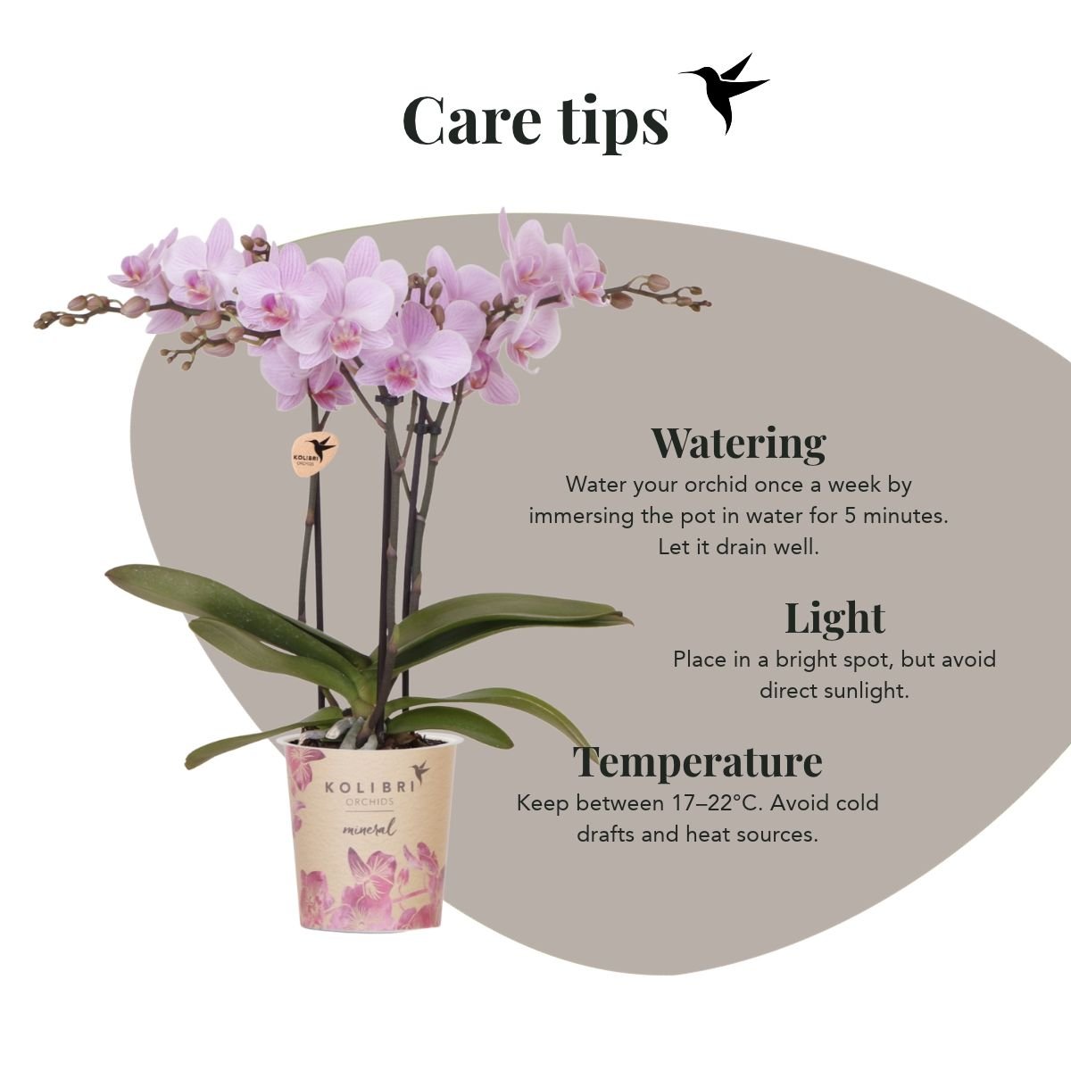 Kolibri Orchids | Combi Deal - 4 Roze Phalaenopsis Orchideeën Mineral Chamberry - Ø9 cm