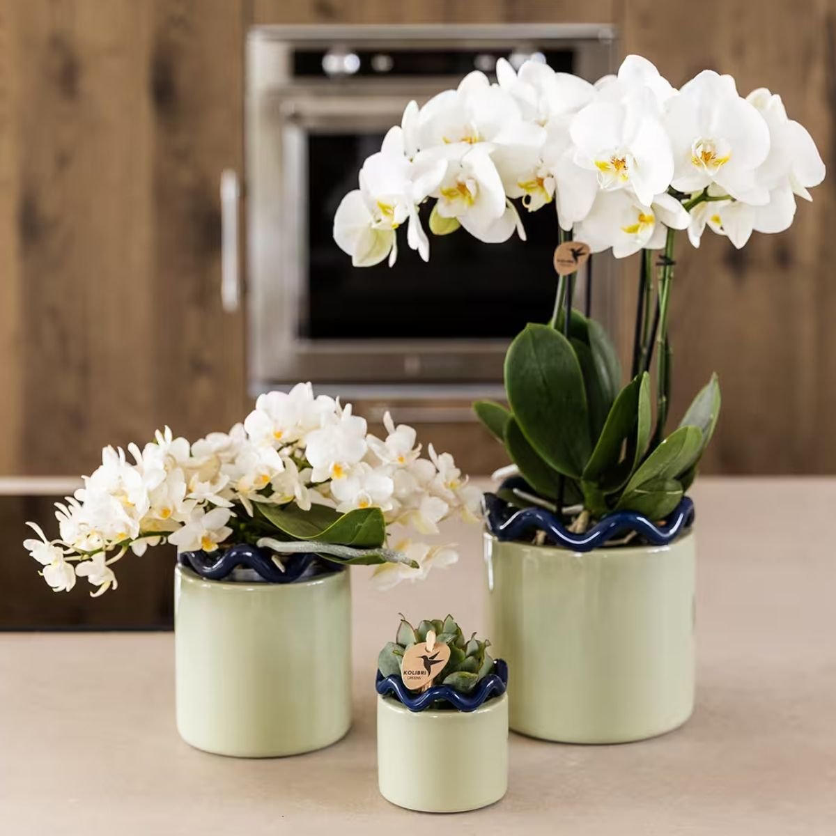 Kolibri Orchids | Combi Deal - 4 Witte Phalaenopsis Orchideeën Botanic Nazare - Ø9 cm