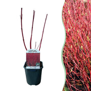 Cornus sibirica - Rode Takken - 1 Plant - Bladverliezend - Weinig Onderhoud - Pot 17cm Hoogte 45cm