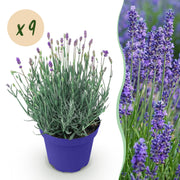 Lavandula angustifolia Hidcote - Lavendel - Winterhard - Paars - 9 Planten - Pot 12cm - Hoogte 20-25cm