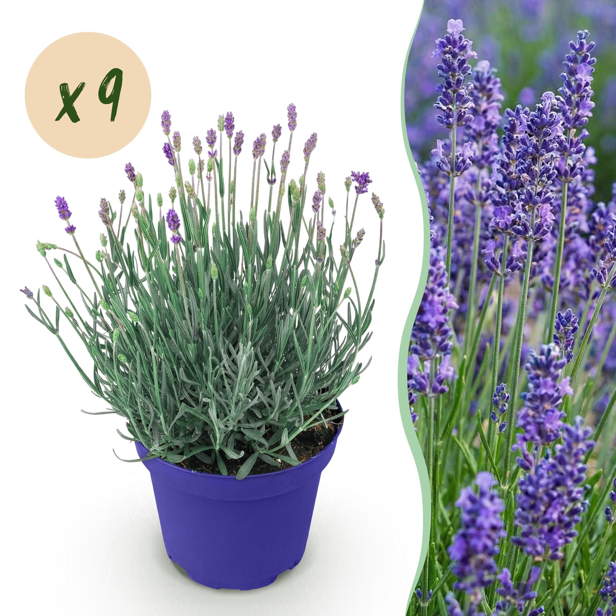 Lavandula angustifolia Hidcote - Lavendel - Winterhard - Paars - 9 Planten - Pot 12cm - Hoogte 20-25cm