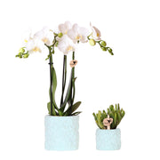 Kolibri Company | Pflanzenset Seesternblau | Weiße Phalaenopsis-Orchidee 'Amabilis' und Sukkulente inkl. dekorativer Keramiktöpfe