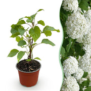 Hydrangea arborescens Annabelle - Hortensia - Winterhard - Wit - 1 Plant - Pot 12cm - Hoogte Hoogte 20-30cm