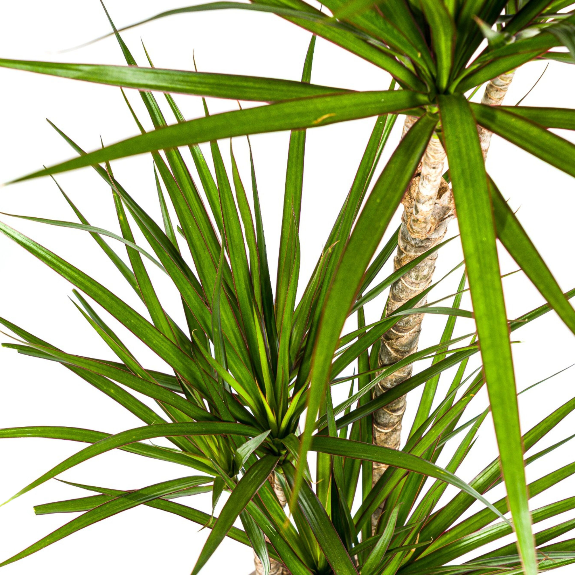 Dracaena Marginata Green met mand Ø21cm - ↕110 - 130cm