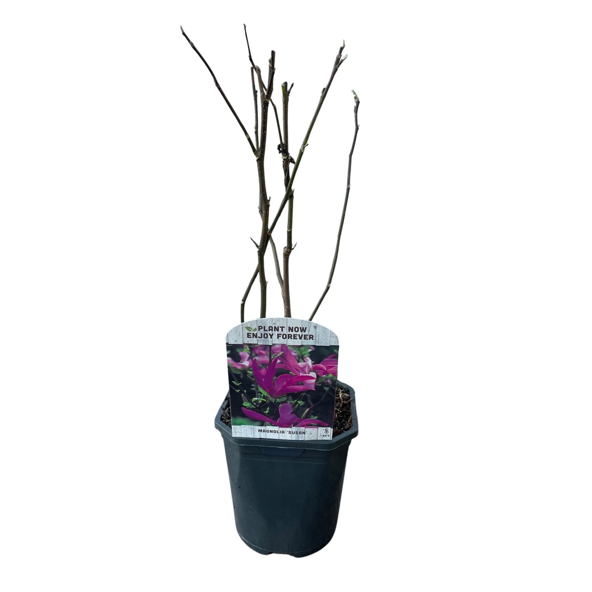 Magnolia Susan  - Bloemen Donker Roze - 1 plant - bladverliezend - weinig onderhoud - pot 17cm hoogte 45cm