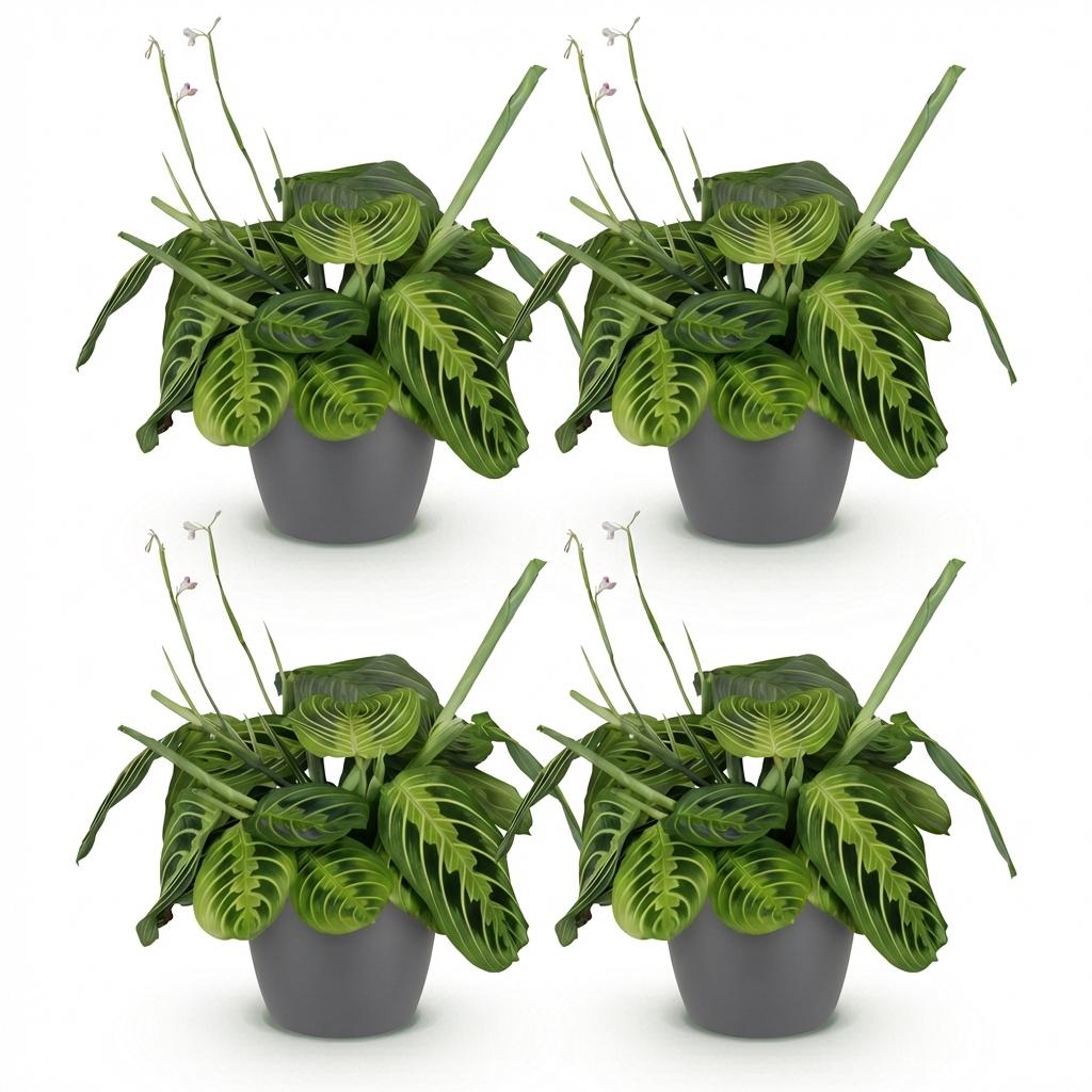 Maranta Fascinator Lemon Lime - Gebedsplant - 4 Planten - met Potter Grijs - Pot 12cm - Hoogte 25cm