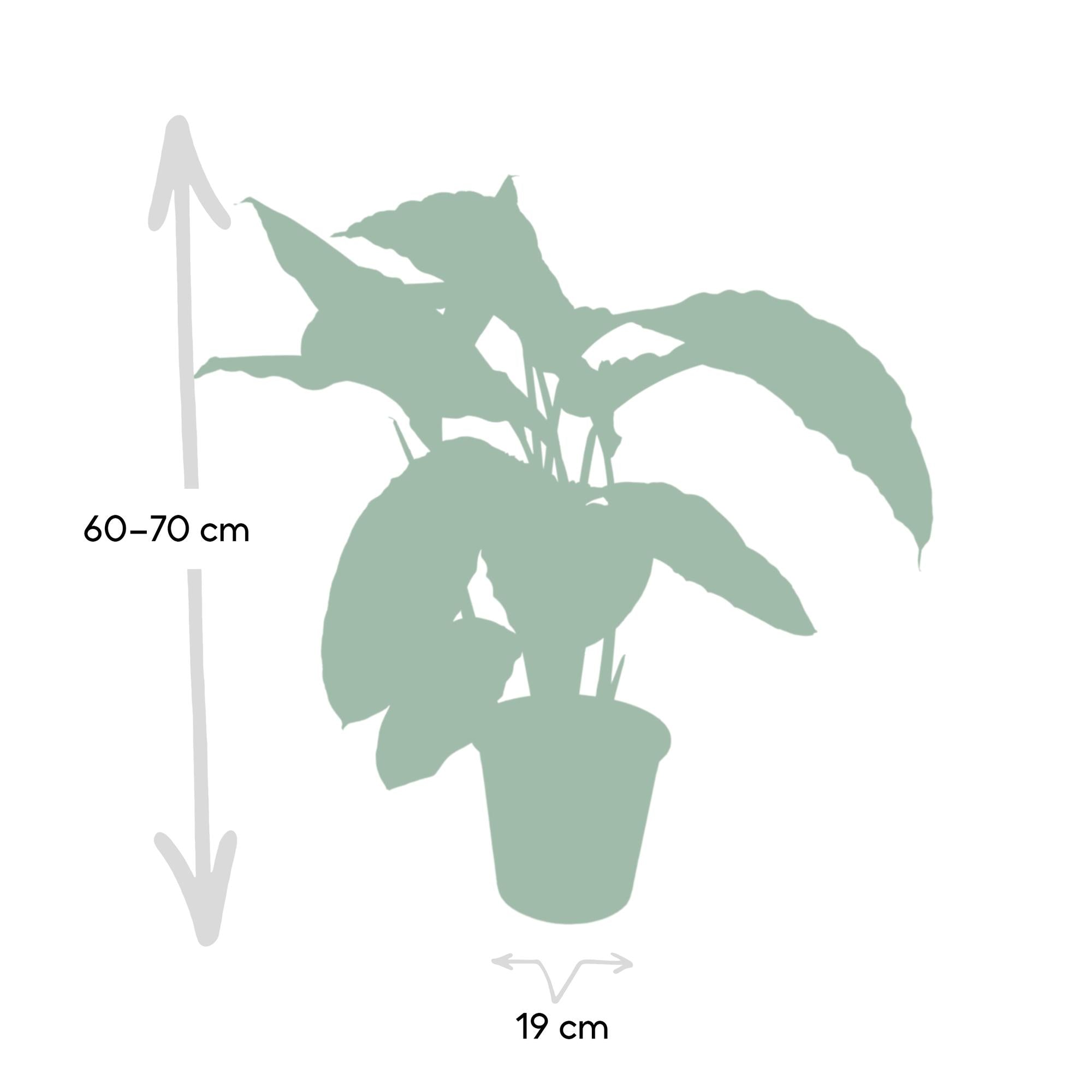 Calathea Warscewiczii - Planta pavo real - Ø19cm - ↕70cm