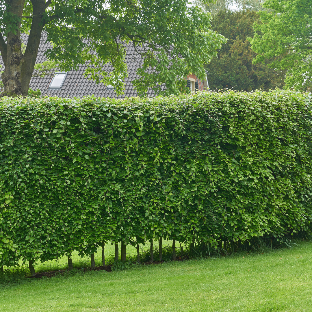 Carpinus Betulus ↕ 60-80 - Ø 19cm - 50x | Mini Pallet