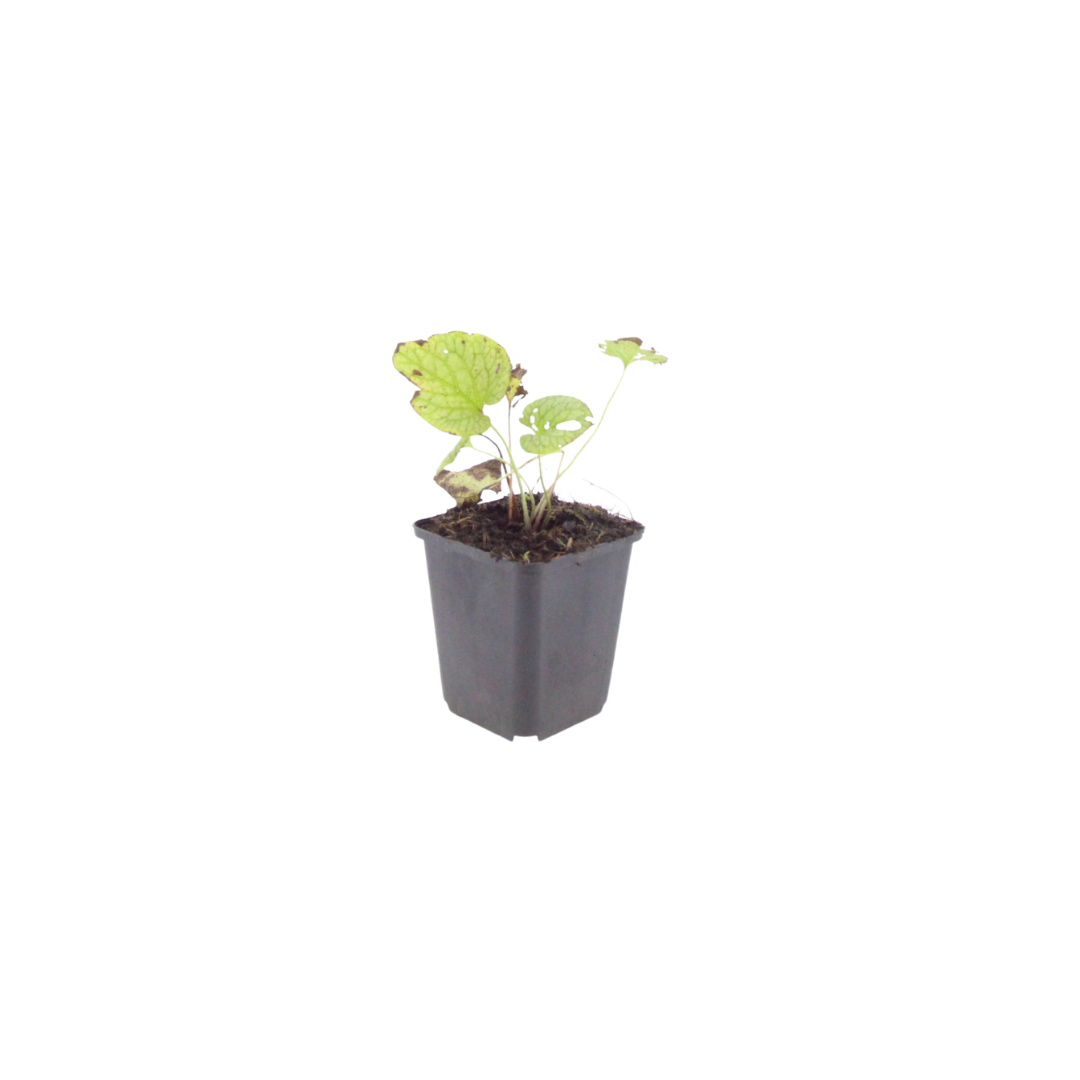 12x Brunnera macr. 'Jack Frost' - ↕10-25cm - Ø9cm
