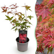 Acer palmatum Beni-maiko - Rood - 1 Plant - Bladverliezend - Weinig Onderhoud - Pot 12cm Hoogte 35cm