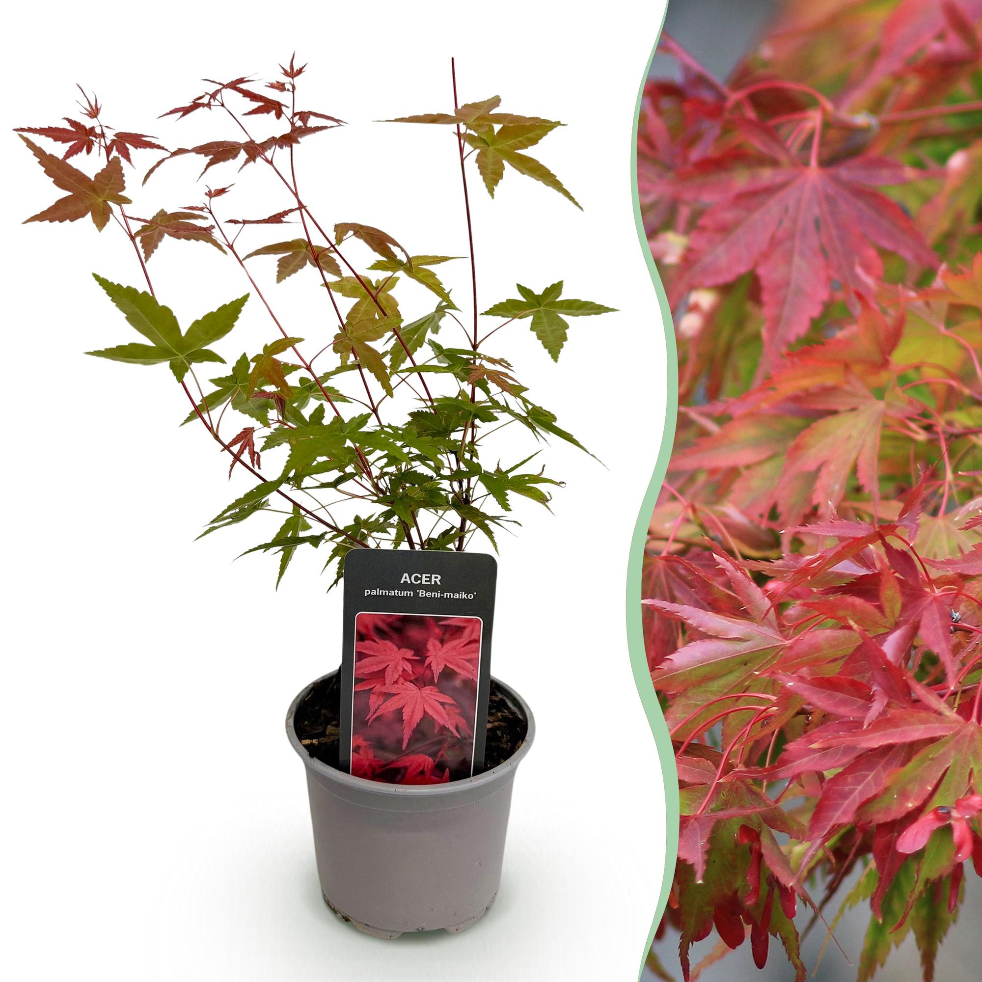 Acer palmatum Beni-maiko - Rood - 1 Plant - Bladverliezend - Weinig Onderhoud - Pot 12cm Hoogte 35cm