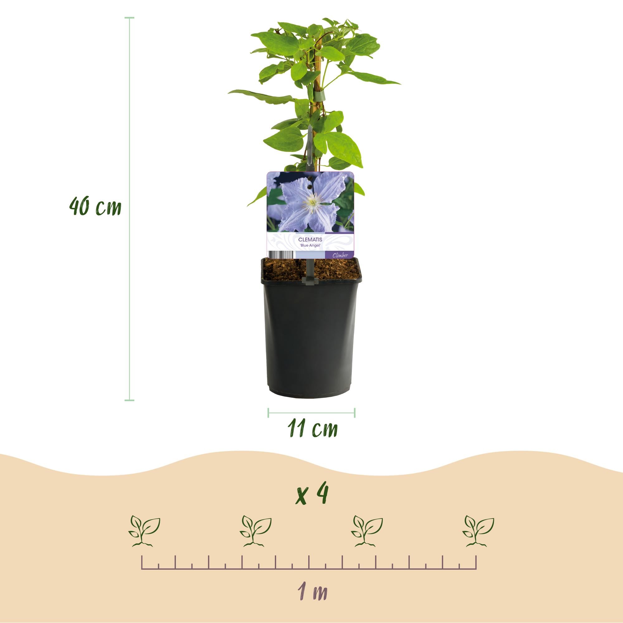 Green boutiQ – Kletterpflanze – Clematis Blue Angel – Blüte: Hellblau – Pflegeleicht – 2 Pflanzen – Topf: 11 cm, Höhe: 40 cm