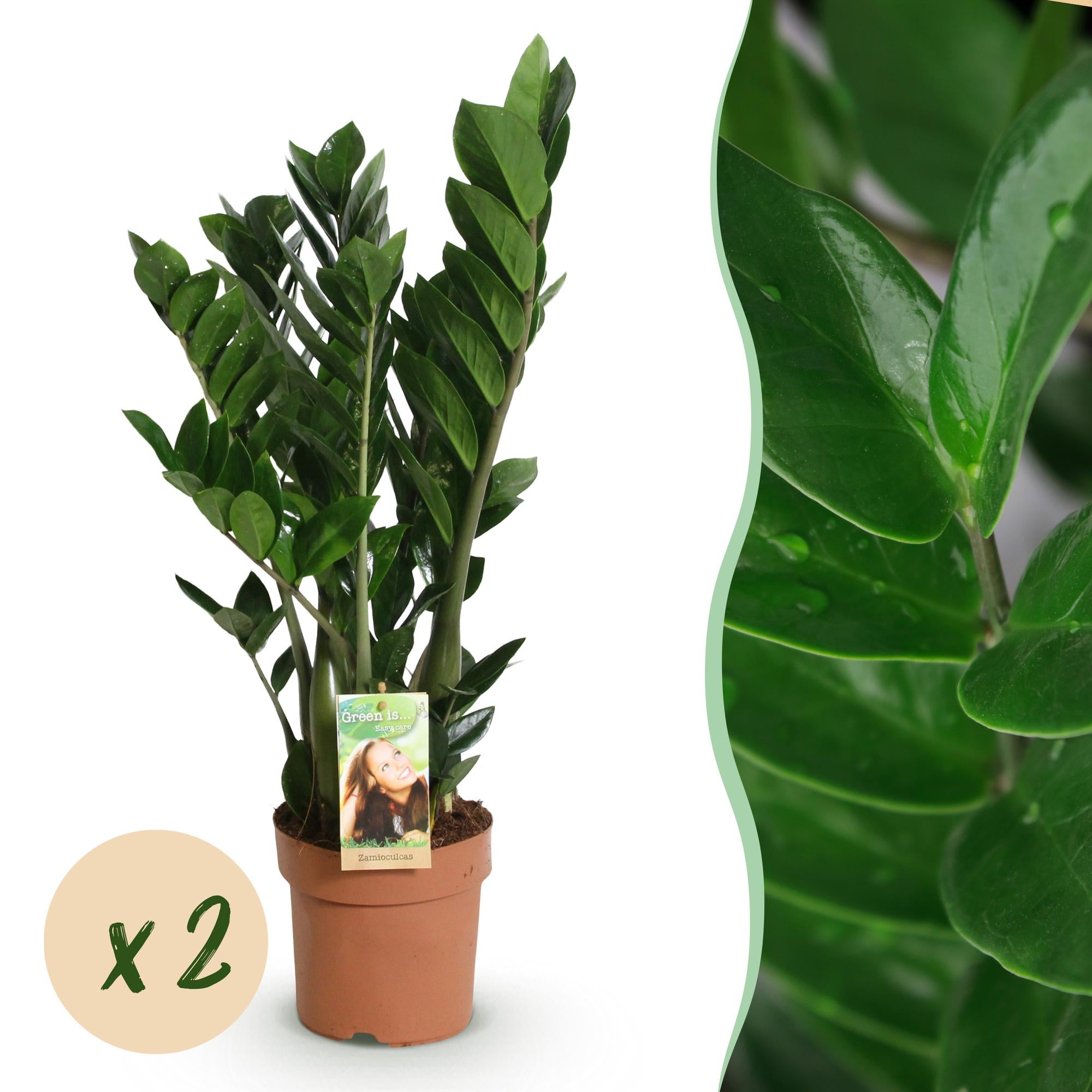 Zamioculcas - ZZ-plant - Pot 17cm - Hoogte 65-75cm - 2x