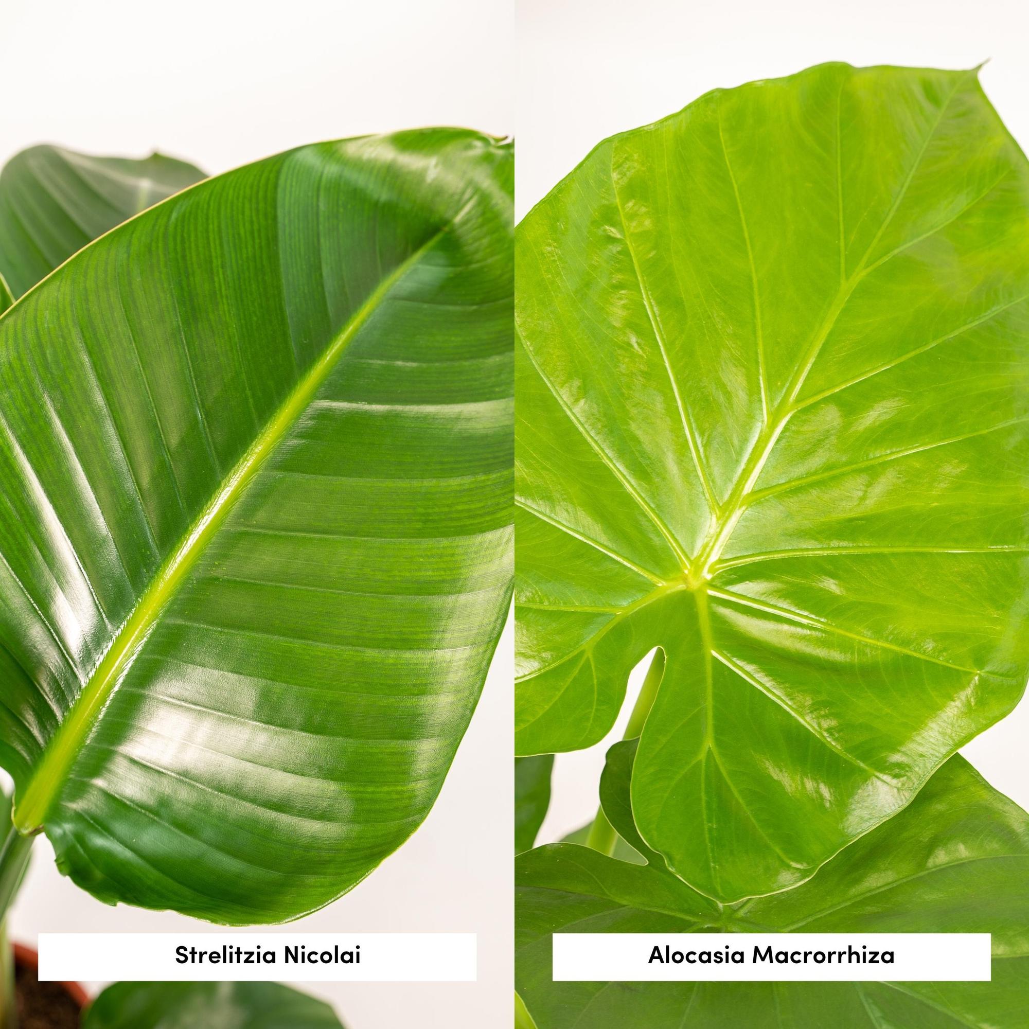 Strelitzia Nicolai - Ø19cm - ↕85cm + Alocasia Macrorrhiza - Ø19cm - ↕70cm + Basket Igmar