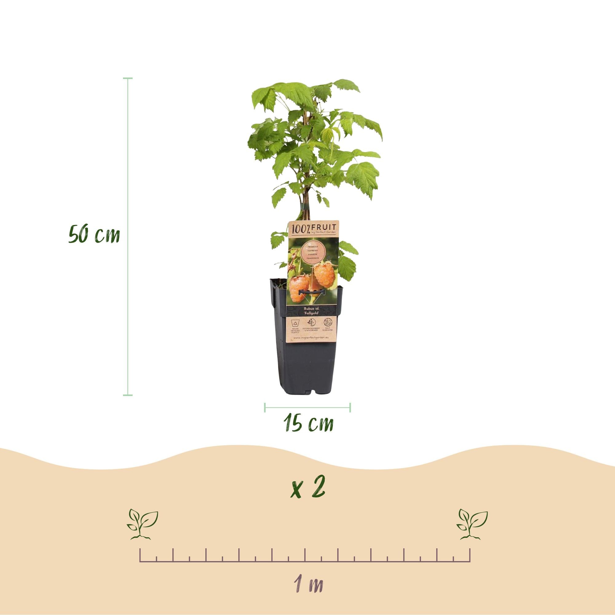 Rubus idaeus Fallgold - Frambozenplant - Winterhard - Gele Framboos - 2 Planten - Pot 15cm - Hoogte 50cm