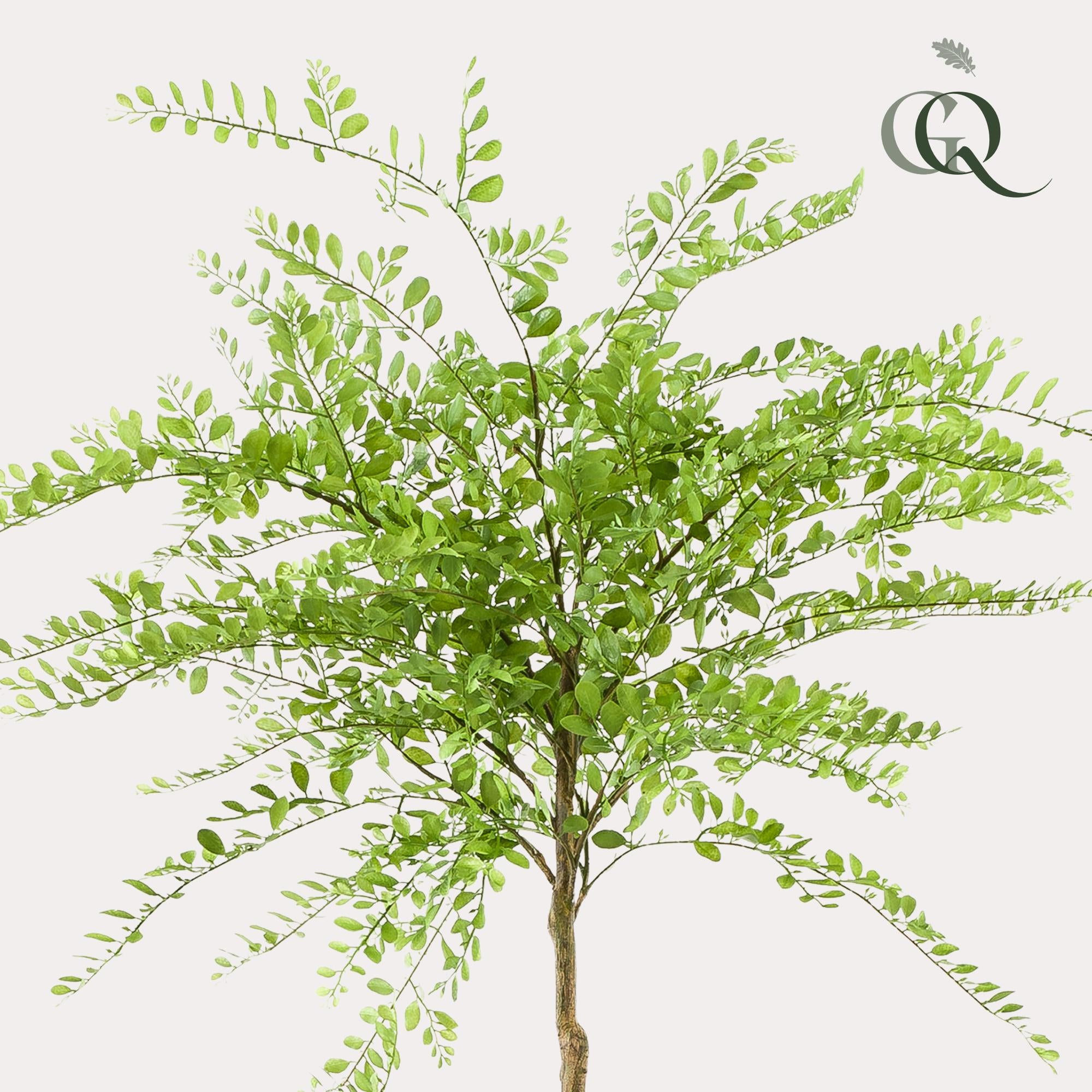 Künstliche Pflanze – Sophora-Baum – Honigbaum – 190 cm