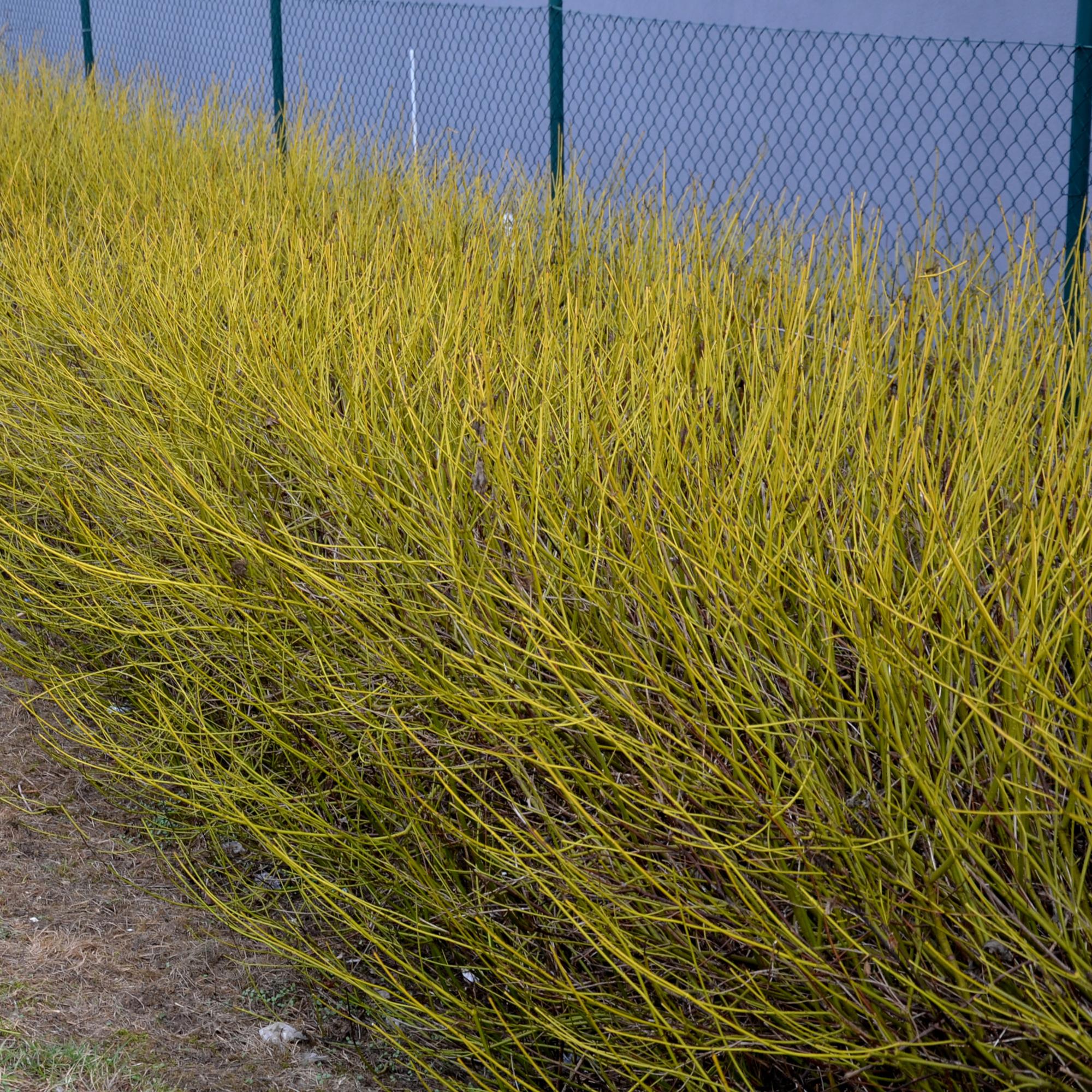 Green boutiQ – Sträucher – Hartriegel (Cornus alba Flaviramea) – Grüne Zweige – 1 Pflanze – Laubabwerfend – Pflegeleicht – Topf: 17 cm, Höhe: 45 cm