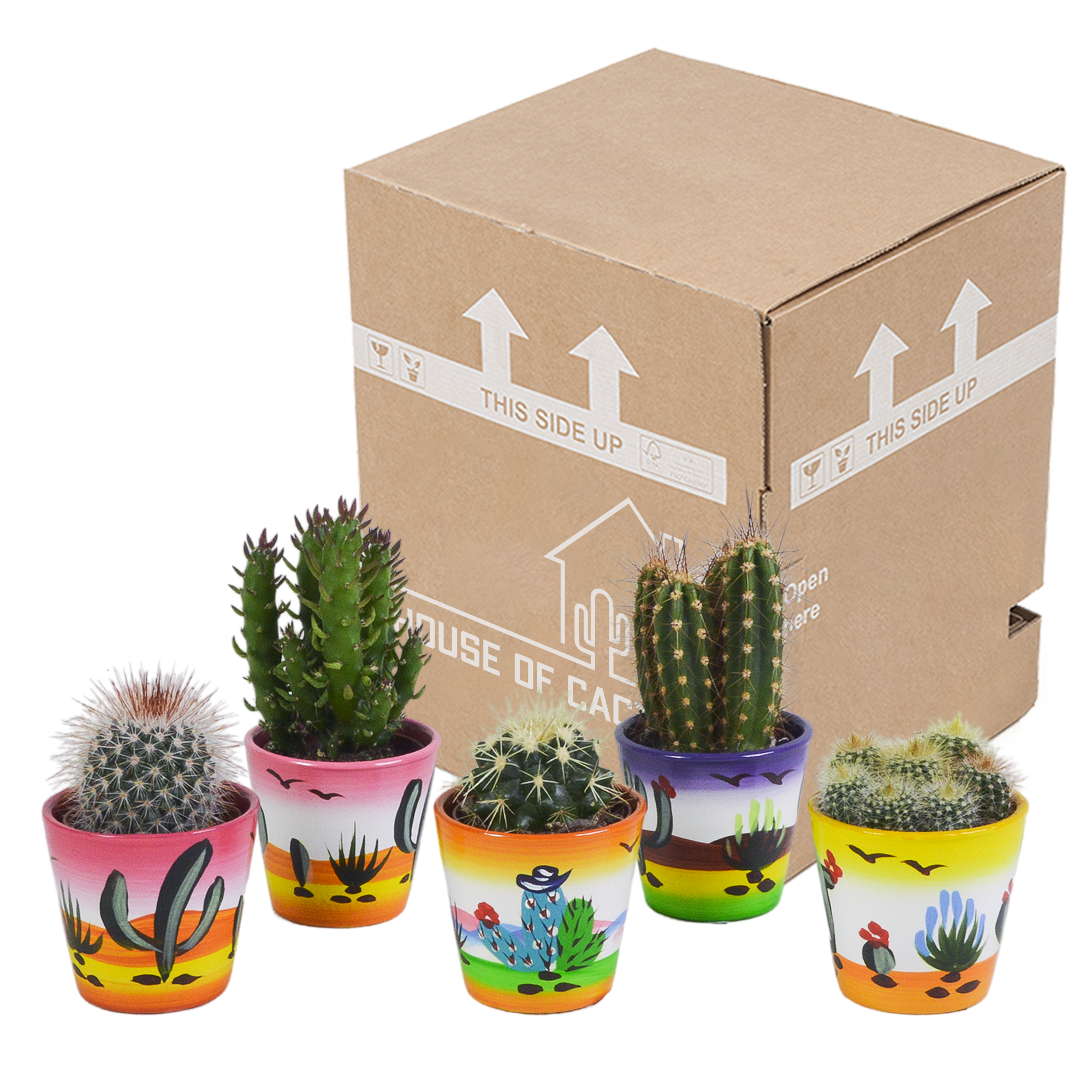 Mélange pour cactus 5,5 cm - 5x - en pot mexicain