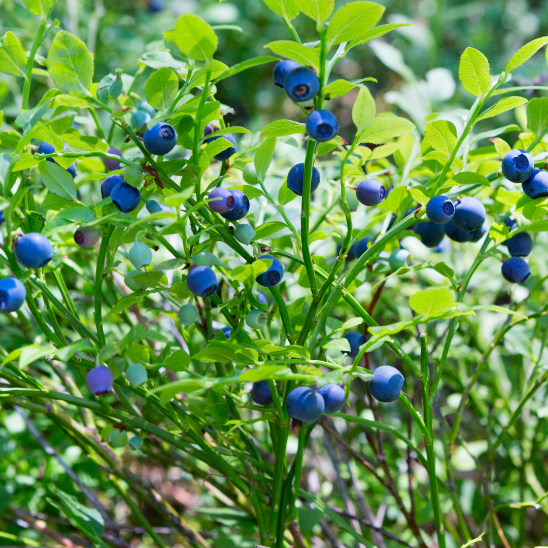 3 plantas de arándano - Ø 13 cm - ↨ 20 cm