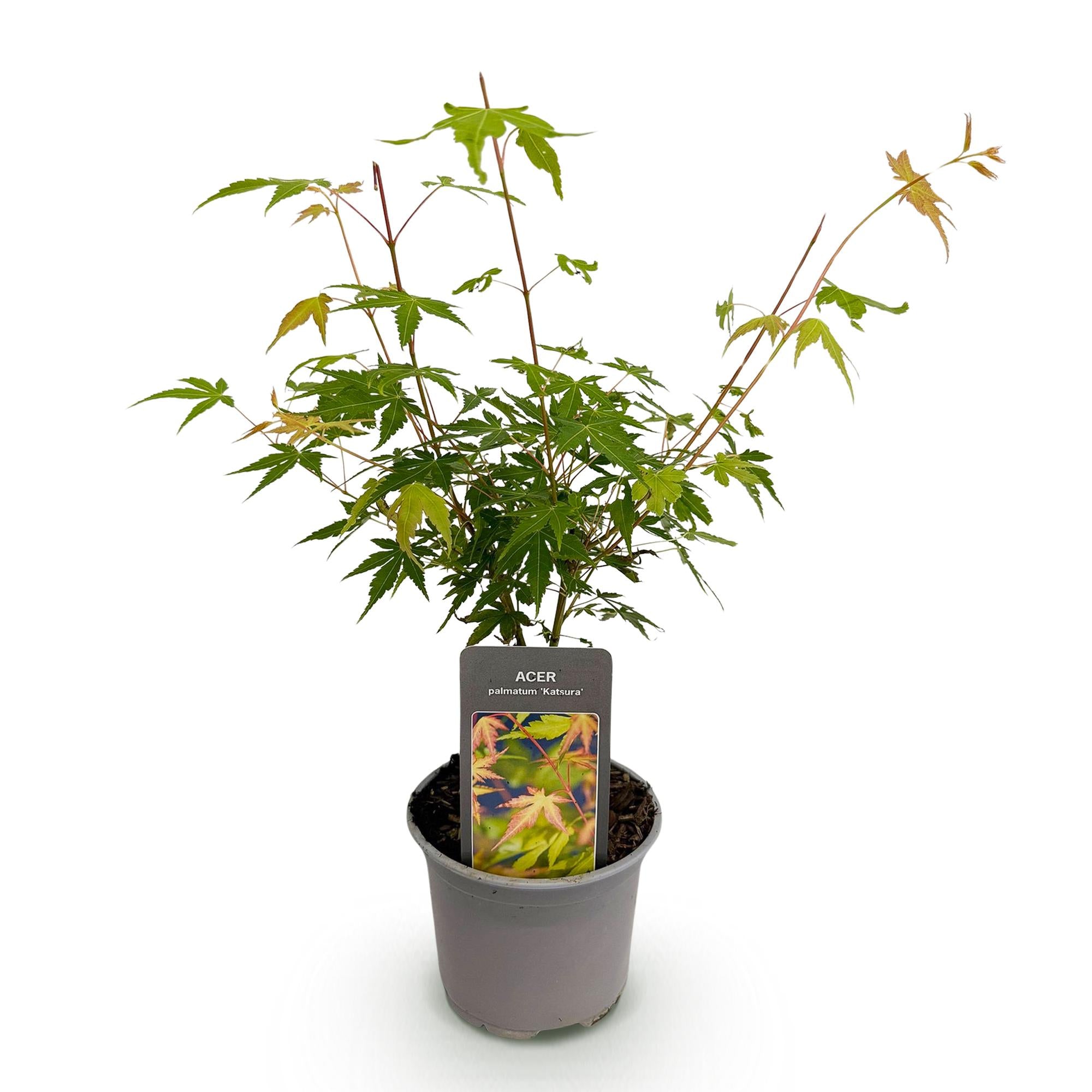Acer palmatum Katsura - Oranje - 1 Plant - Bladverliezend - Weinig Onderhoud - Pot 12cm Hoogte 35cm