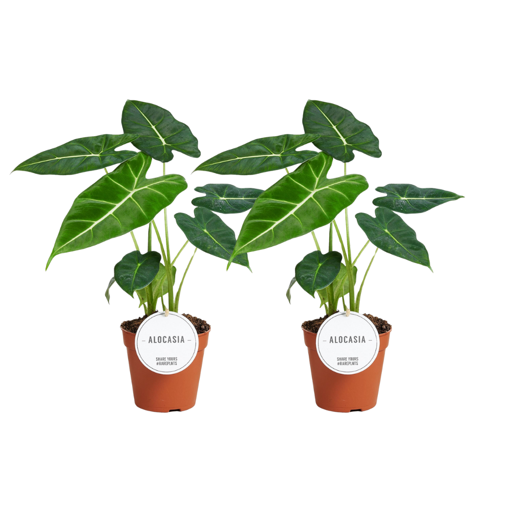Alocasia Frydek - 2 pezzi - Ø12cm - ↕35cm