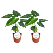 Alocasia Frydek - 2 pezzi - Ø12cm - ↕35cm