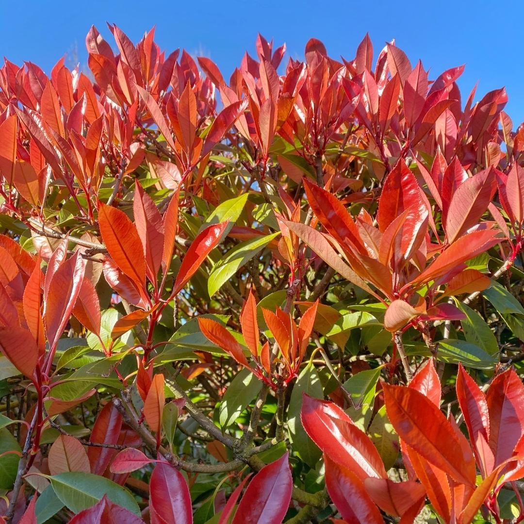 Große Glanzmispelpflanzen für eine 10 Meter lange Hecke | - 12L - 20x | ↨ 125-150 cm - Carré Rouge