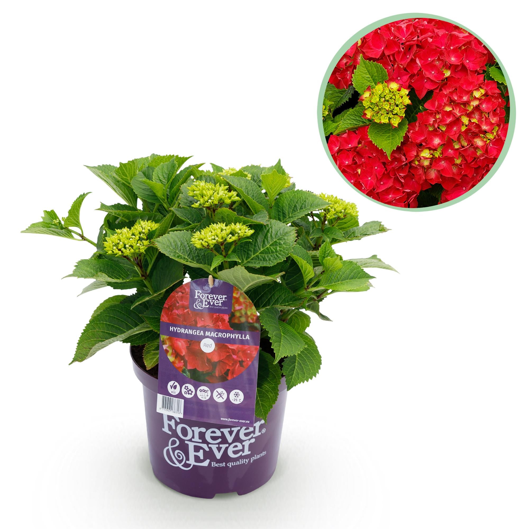 Green boutiQ - Pianta da patio - Ortensia - Ortensia Forever & Ever - Rossa - 7-12 fiori - Vaso 23 cm Altezza 55 cm