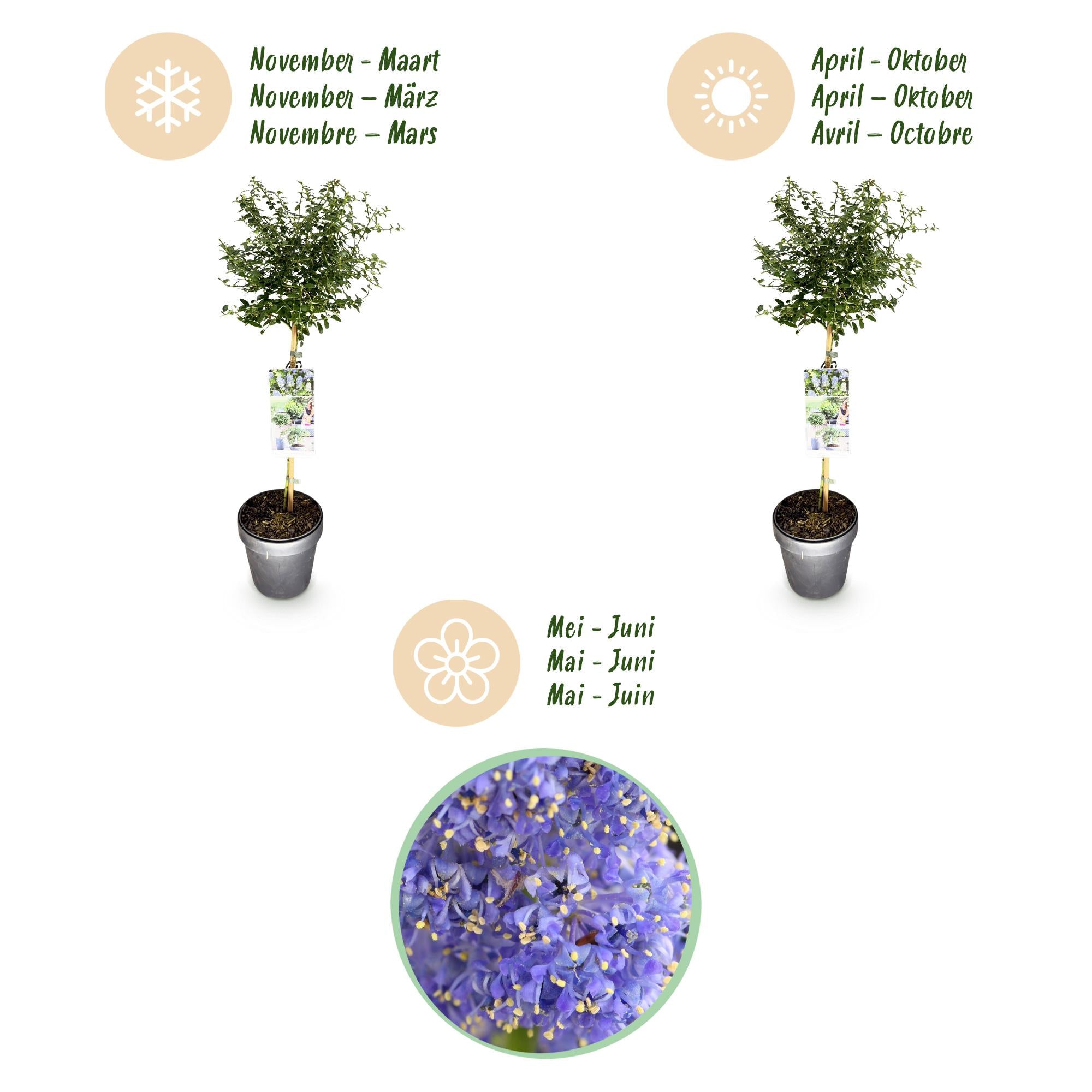Ceanothus thyrsiflorus Repens - Terras Plant - Bladhoudend - Winterhard - Paarse Bloem - Pot 19cm Hoogte 90cm