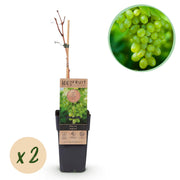 Green boutiQ - Pianta da frutto - Uva bianca - Vitis vinifera Himrod - Senza semi - 2 piante - Vaso 15 cm Altezza 50 cm