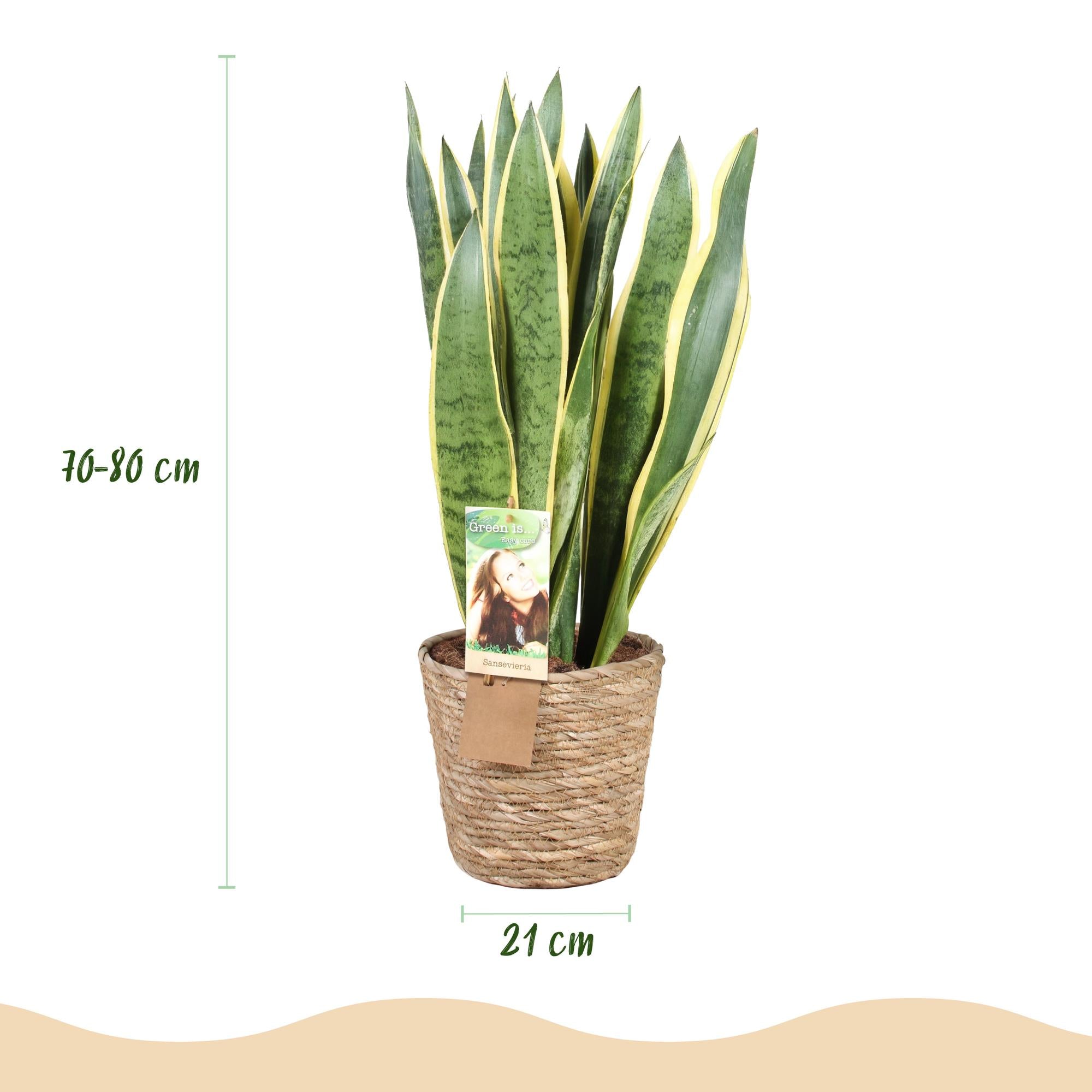 Sansevieria Laurentii - Vrouwentong - Weinig onderhoud - met mand - Groen - 1 Plant - Pot 21cm - Hoogte 70-80cm