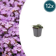 12x Thymus praecox 'Purple Beauty' - ↕10-25cm - Ø9cm