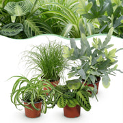 Chlorophytum - Cyperus - Phlebodium - Marantha - Mix van 4 - Huisdiervriendelijke Planten - Groen - 4 Planten - Pot 12cm - Hoogte 25cm