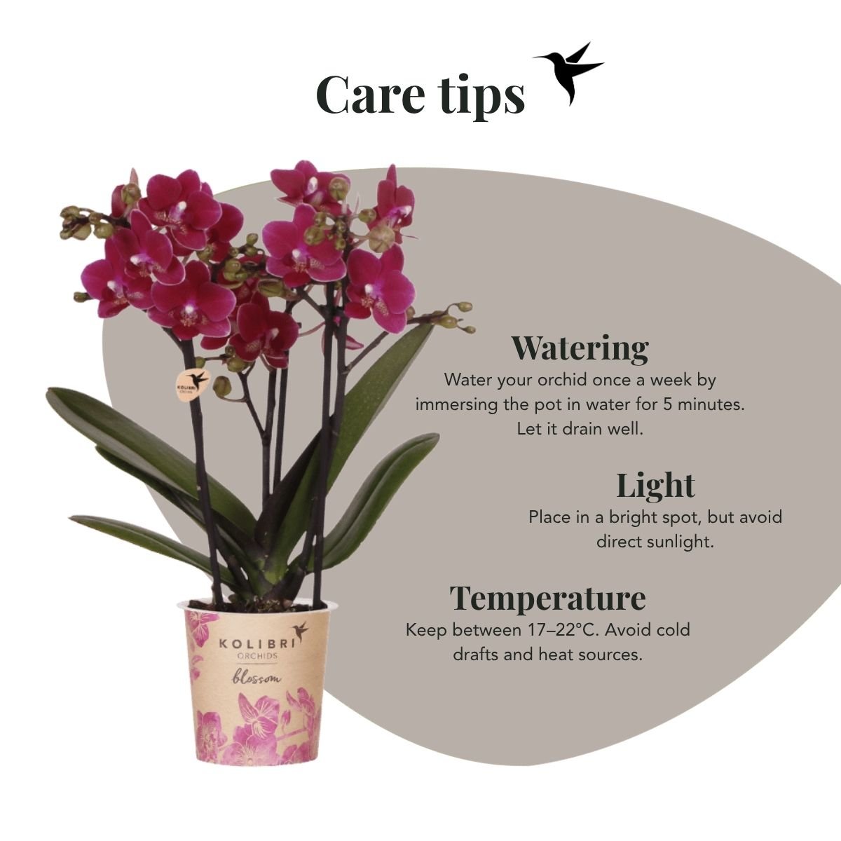 Kolibri Orchids | Combi Deal - 4 Paarse Phalaenopsis Orchideeën Blossom Chamonix - Ø9 cm