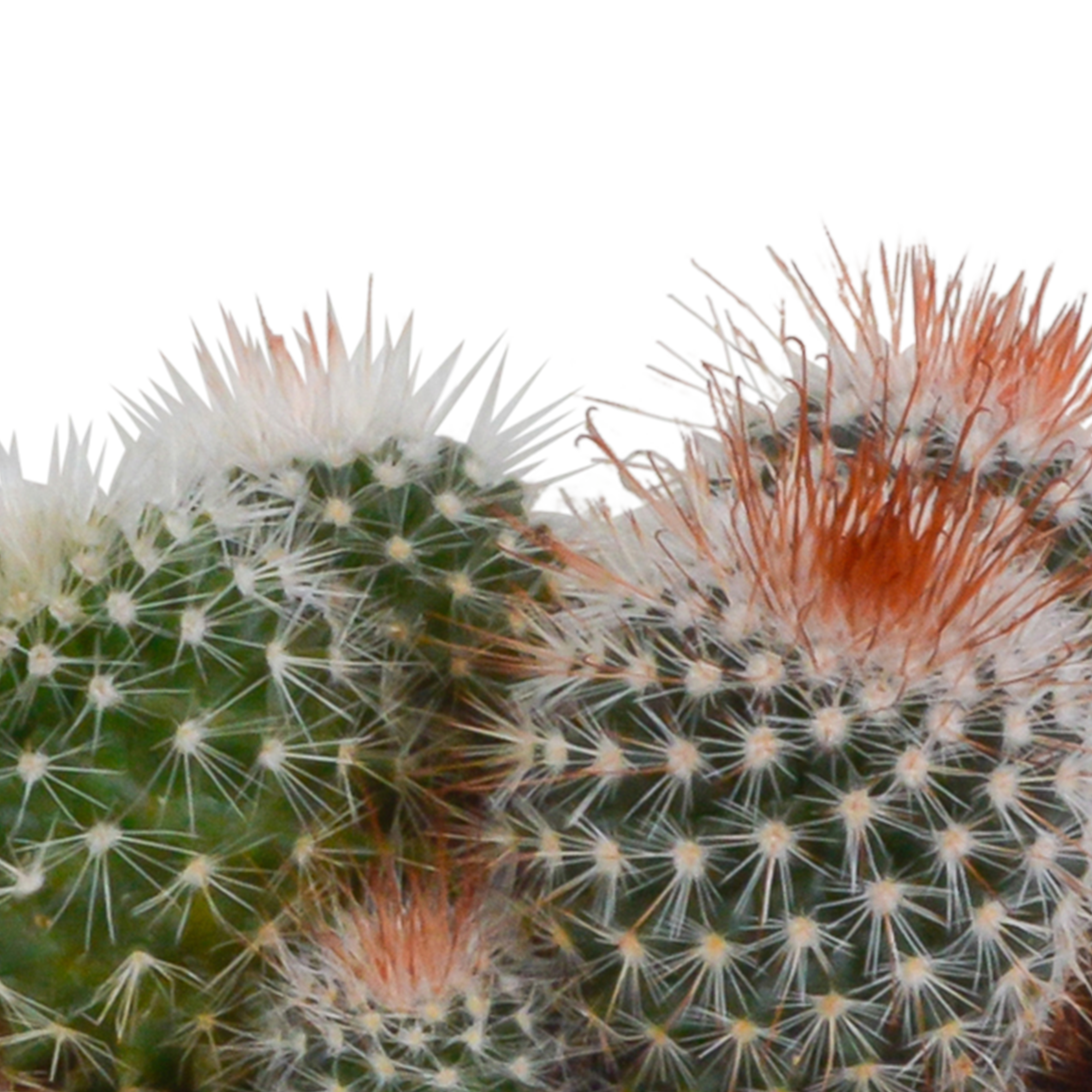 Bolcactus mix 8,5 cm | 3 stuks - in witte pot