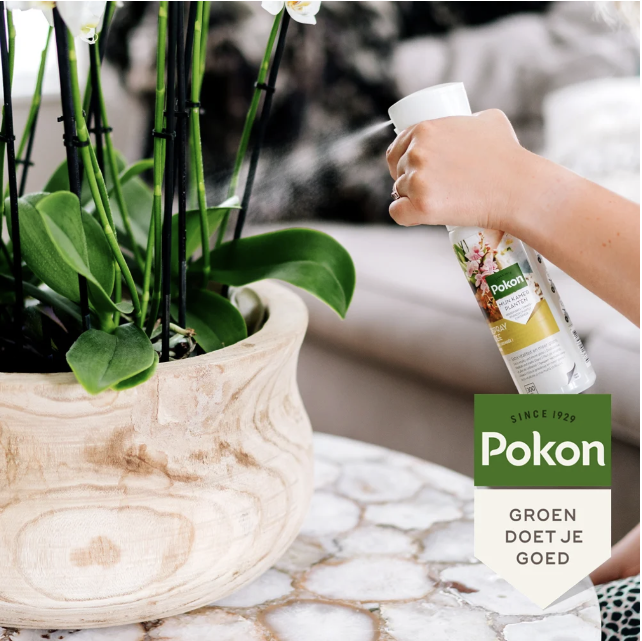 Pokon Powerspray orquídea 300 ml