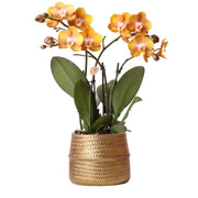 Kolibri Orchids | Orange Phalaenopsis orchid Las Vegas in gold Groove decorative pot - Ø12cm