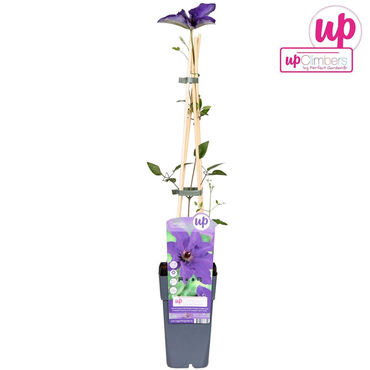 Clématite The President - Clématite violette - Ø15cm - ↕65cm