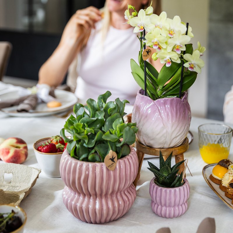Kolibri Company | Plantenset Horizon Mix | Paars, wit, geel & roze met groene planten Ø6 cm