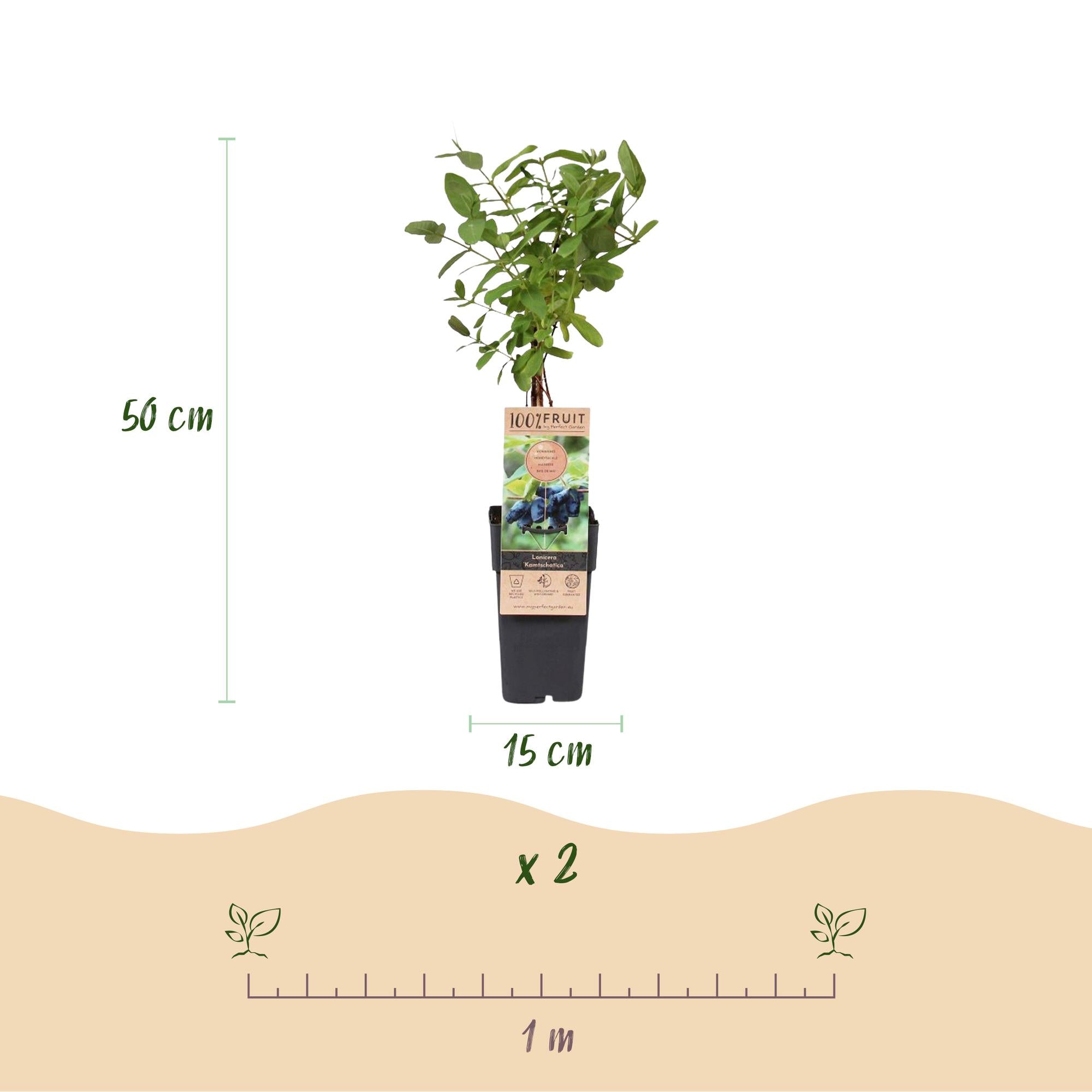 Green boutiQ – Beerenpflanze – Honigbeere – Lonicera caerulea Kamchatika – Heidelbeere – 2 Pflanzen – Topf 15 cm, Höhe 50 cm