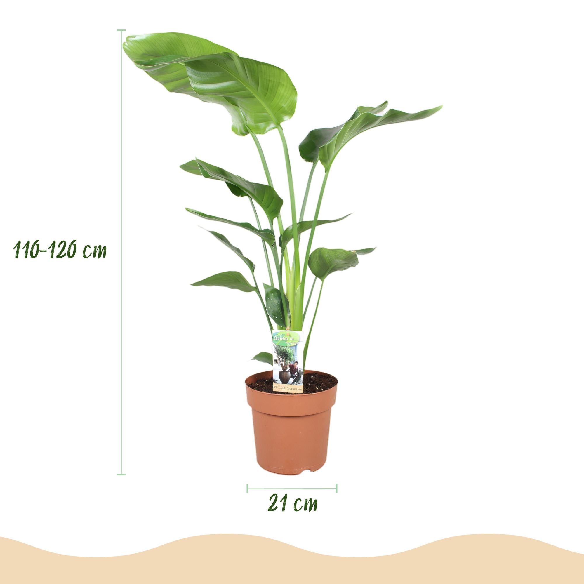 Strelitzia Nicolai - Paradijsvogelbloem - met Potter Wit - Pot 21cm - Hoogte 110-120cm